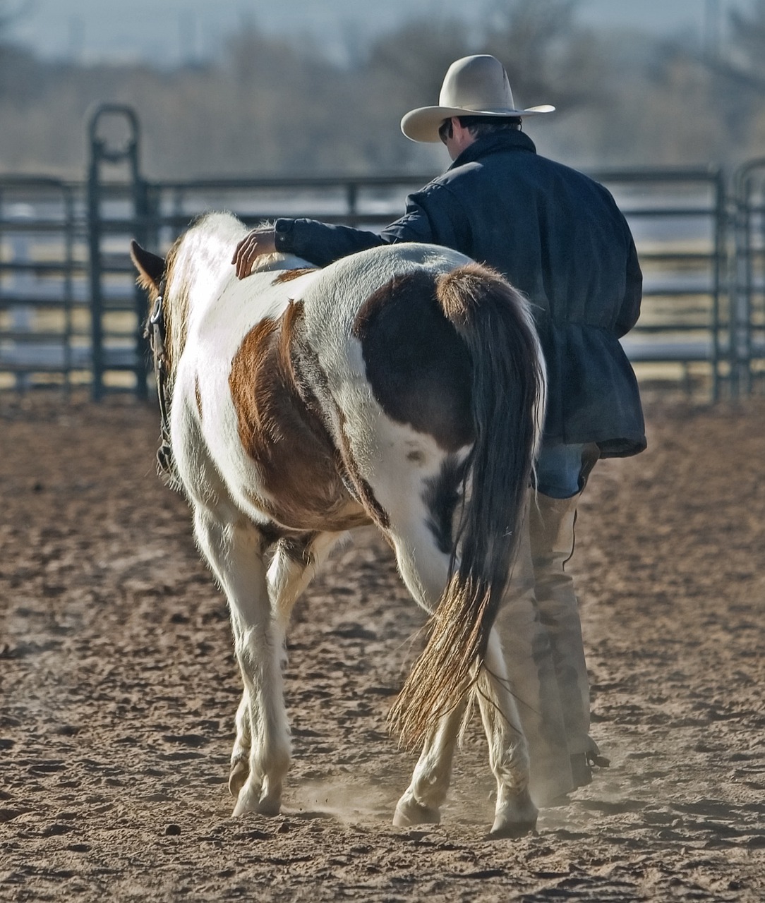 cowboy, horse, pony-419083.jpg