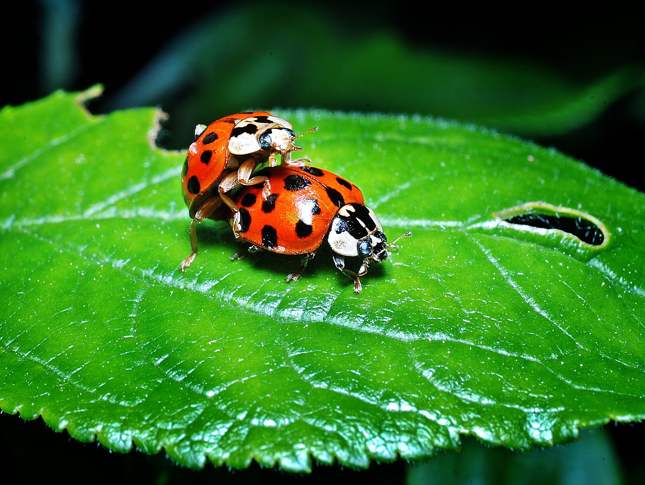 ladybugs, multiplication, leaf-1271771.jpg