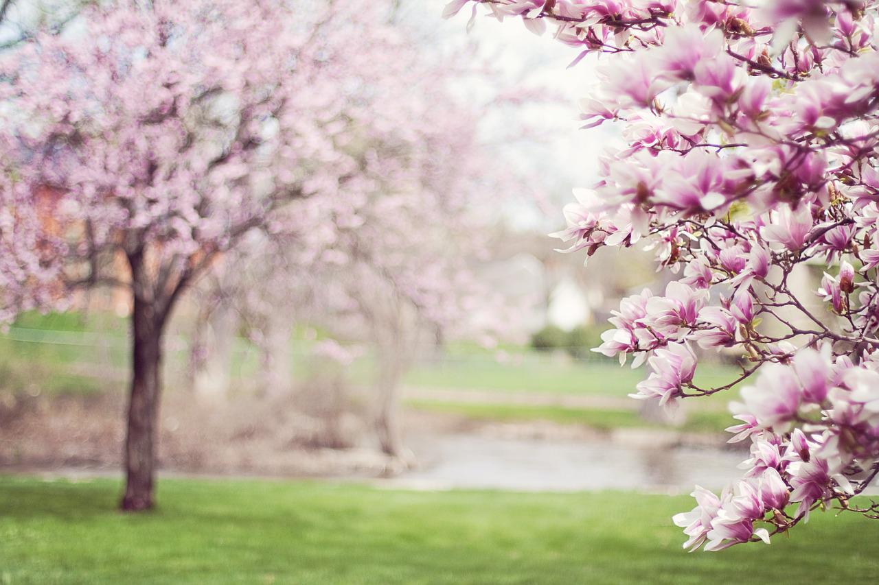 magnolia trees, springtime, pink flowers-556718.jpg