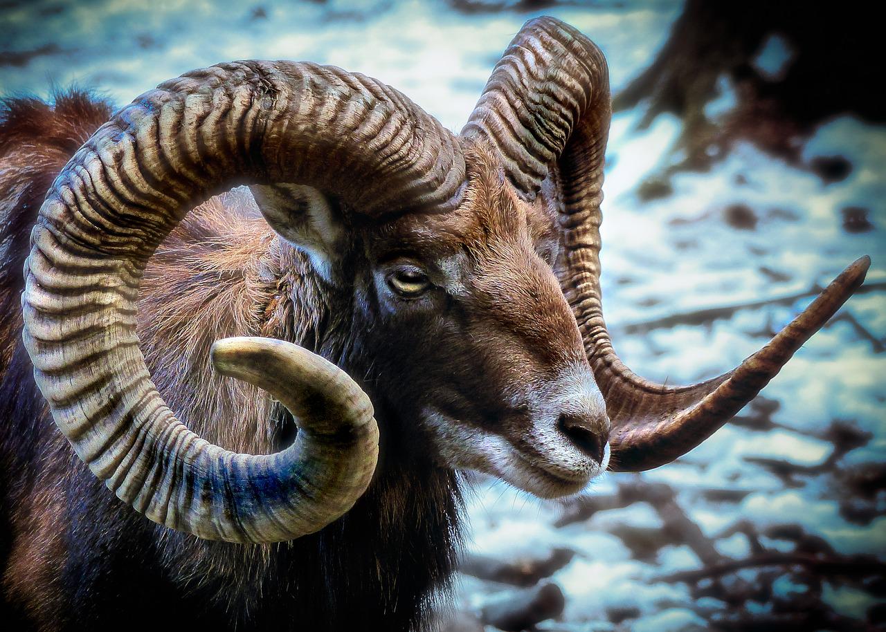 mouflon, sheep, horns-3024471.jpg